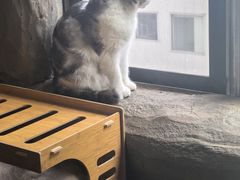 -猫猫幼稚园·撸猫·桌游·电玩