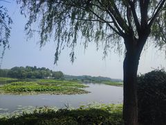 -白洋淀风景区