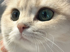 -琪喵猫屋·撸猫猫咖·猫舍