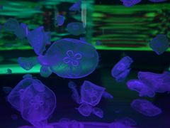 -石家庄极地海洋世界