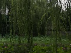-莲湖公园
