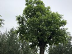 -汉长安城未央宫国家考古遗址公园