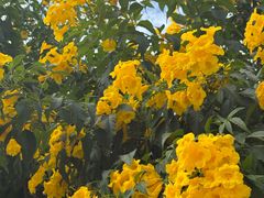 -深圳国际园林花卉博览园