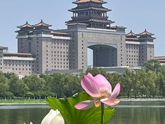 -莲花池公园