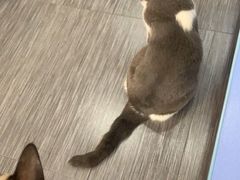 -严国平动物医院(德政总院)