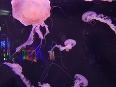 -成都浩海立方海洋公园