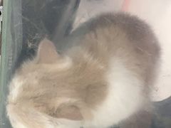 -佳雯宠物医院(金华南路分院)