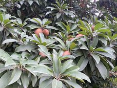 -广州神农草堂中医药博物馆