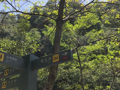 -九龙江国家森林公园