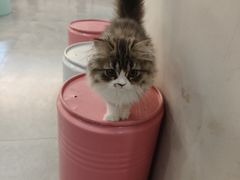 -Honey Bacca 哈尼芭卡高端萌宠(朝阳大悦城店)