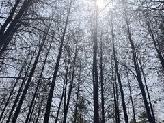 -广州市帽峰山景区
