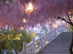 -嘉定紫藤园