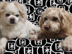 -派多格宠物(御景湾店)