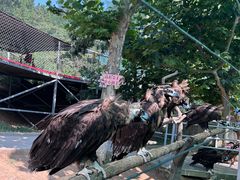 -西霞口神雕山野生动物世界