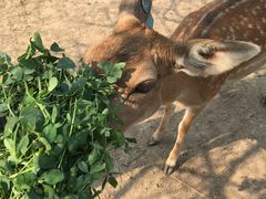 -北京麋鹿生态实验中心