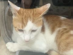 -艾贝尔宠物医院·狂犬免疫点(江山金象城店)
