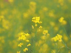 -长洲岛
