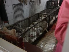 -温江公平红烧兔(总店)