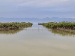-哈素海