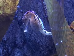 -悉尼海洋生物水族馆