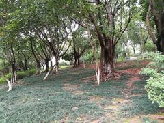 -玉树公园