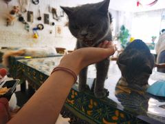 -平行世界·猫咖(首经贸店)
