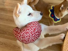 -柴犬小屋·柴餐厅·狗咖食堂(金鼎广场店)