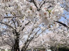 -高东镇樱花园