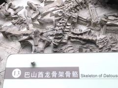-自贡恐龙博物馆