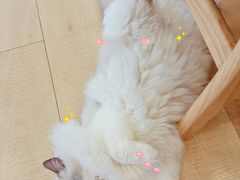 -Let's go狗咖·猫咖·奶狗·桌游(春熙路IFS店)