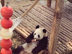 -大连森林动物园