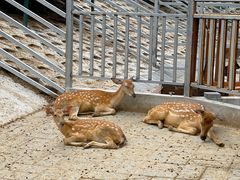 -北京鹿世界主题园