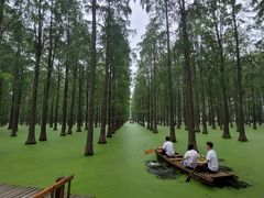-渌洋湖湿地公园