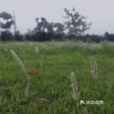 成都公园避暑，夏夜超级喜欢来成都露天音乐公园吹凉风。