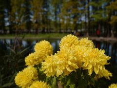 -上海共青森林公园