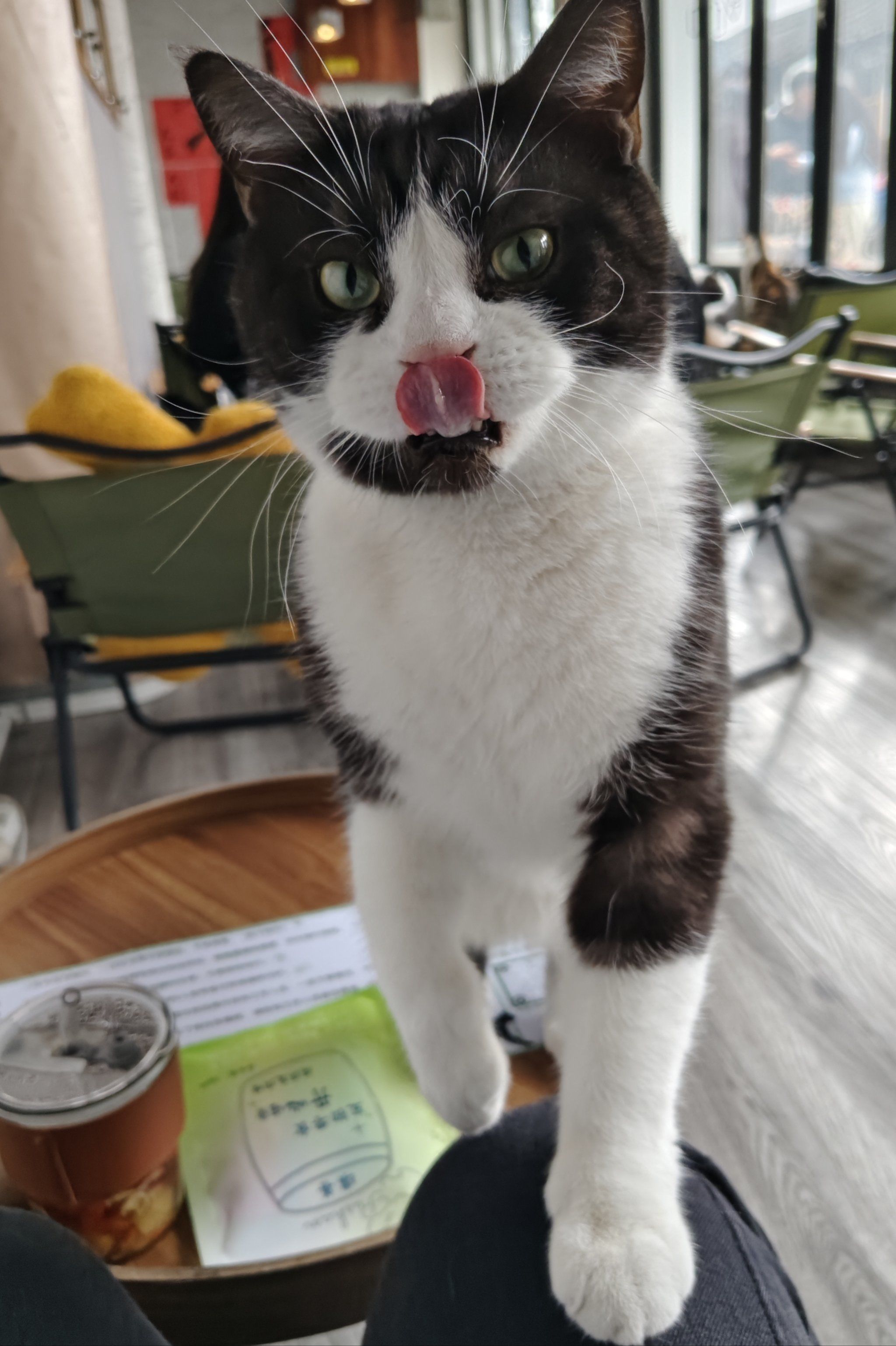 猫咪为什么吐舌头