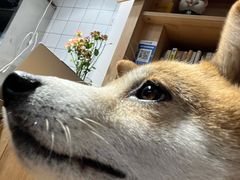 -是阿柴呀！柴犬咖啡·爱喵喵猫咖