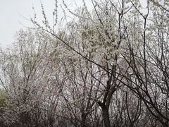 -桃花堤公园