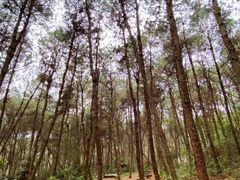 -铁山坪森林公园