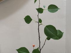 -梅花境(万科店)