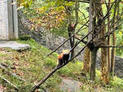 -都江堰中华大熊猫苑