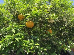 -西归浦真珠食堂