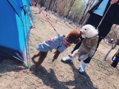 -长白岛森林公园