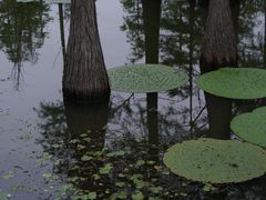 -池杉湖湿地公园