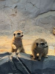 -Zoolung Zoolung动物主题公园(海信广场店)