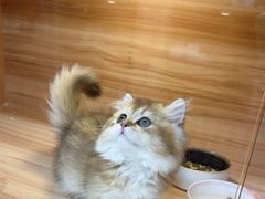 -猫十亿·布偶金渐层·曼基康矮脚猫舍(青年路店)