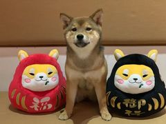 抹茶-柴务处·柴犬主题狗咖