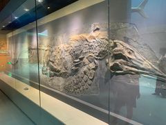 -安徽省地质博物馆