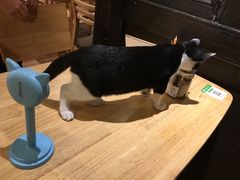 -猫的天空之城概念书店(杭州南宋御街店)