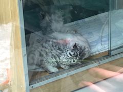 -大连森林动物园